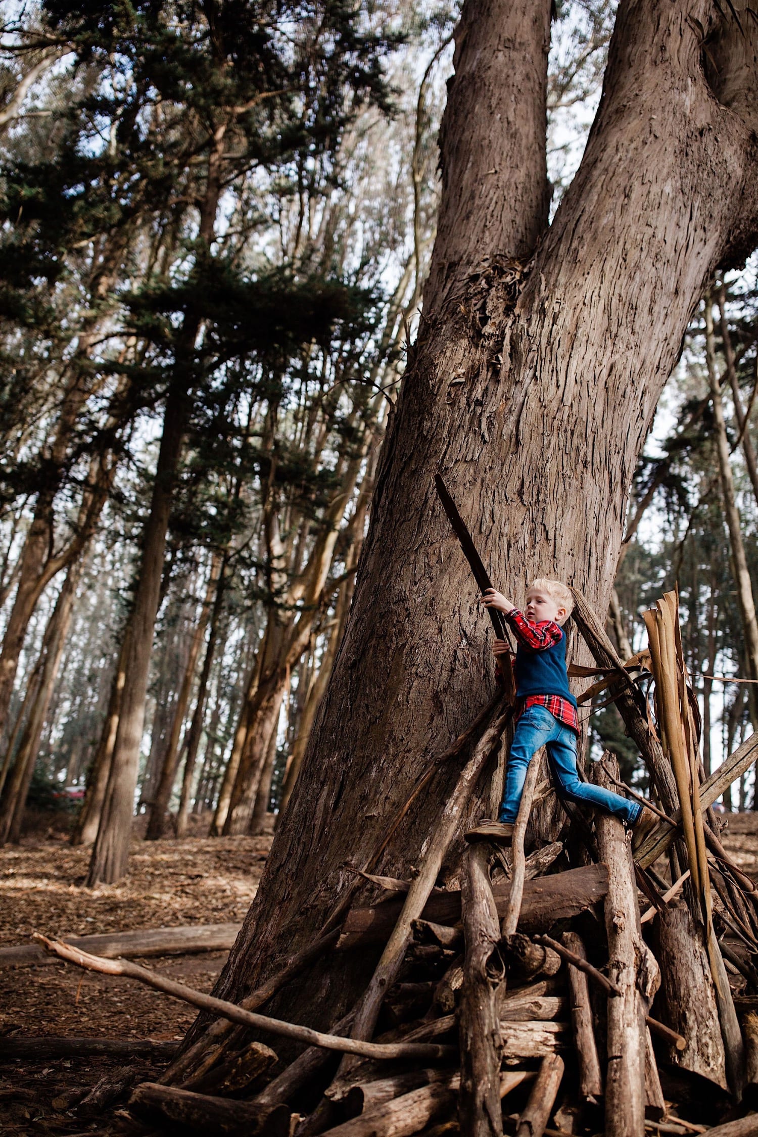 Boy climbing a pile of branches stacked against a eucalyptus trunk