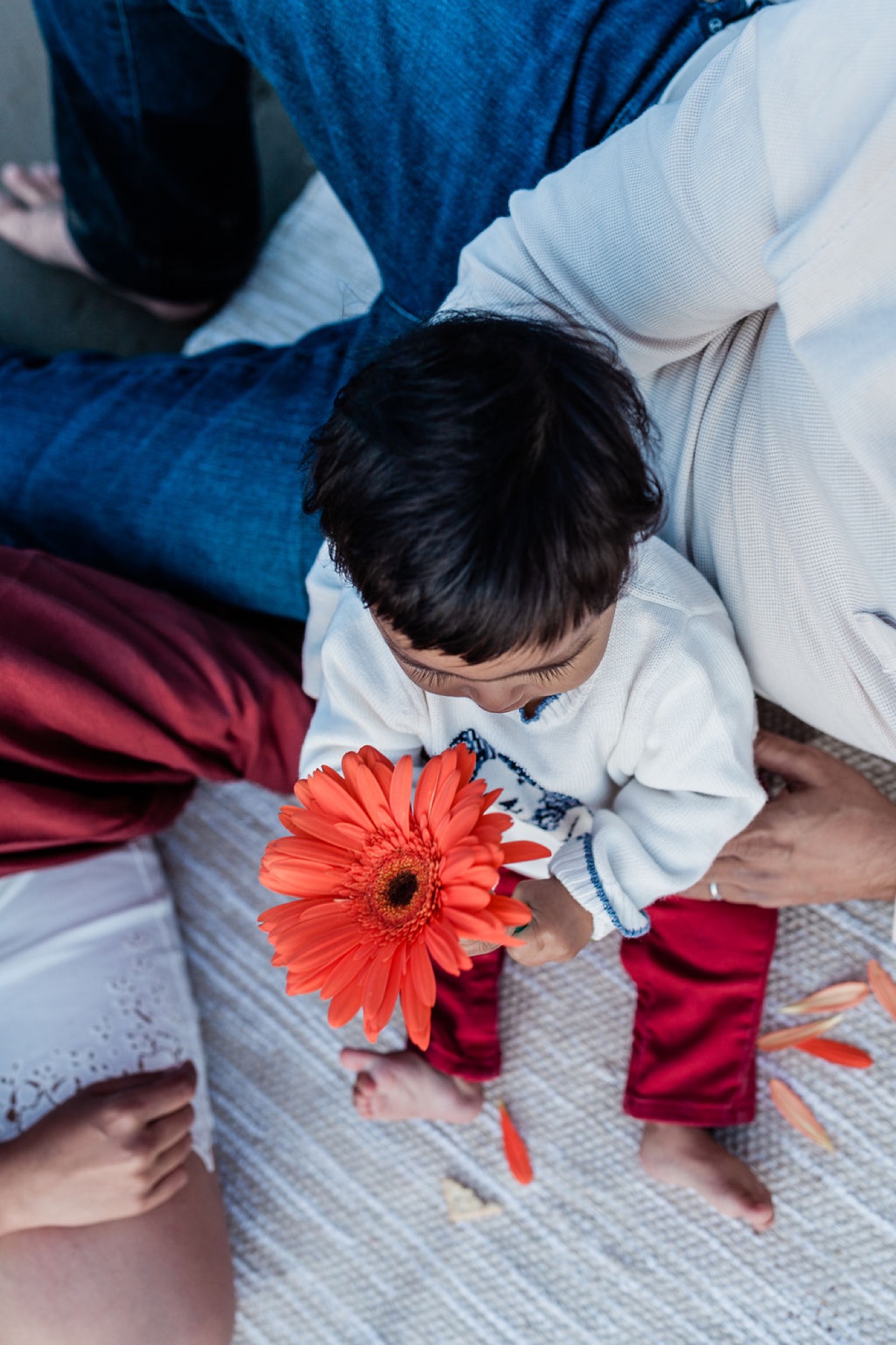 A toddler in a white shirt holds a vibrant red gerbera daisy while surrounded by family members on a light textured surface