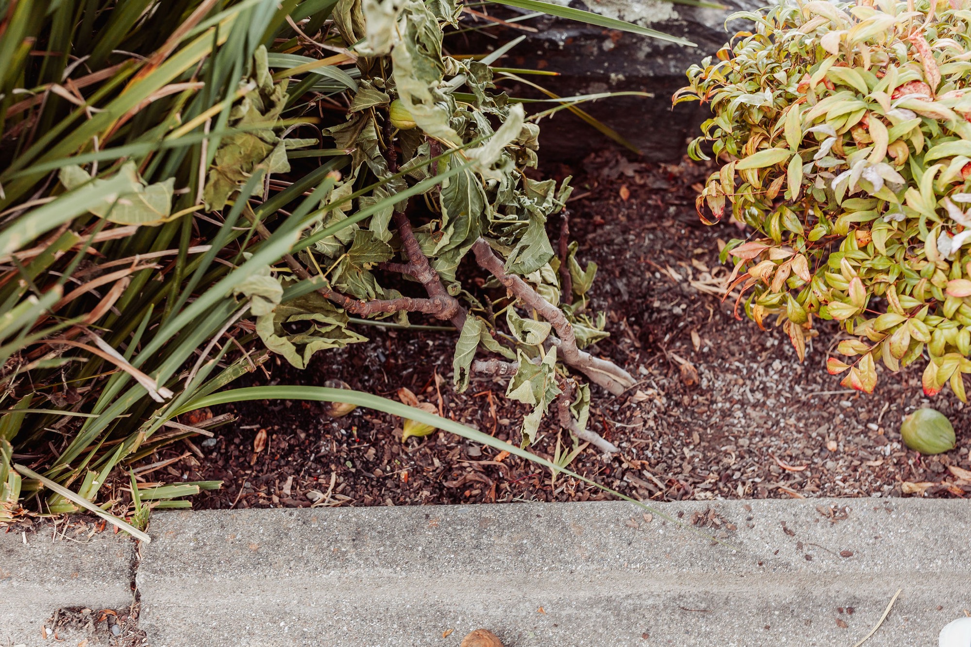 Wilted plants and dried foliage border a concrete edge in late autumn decay