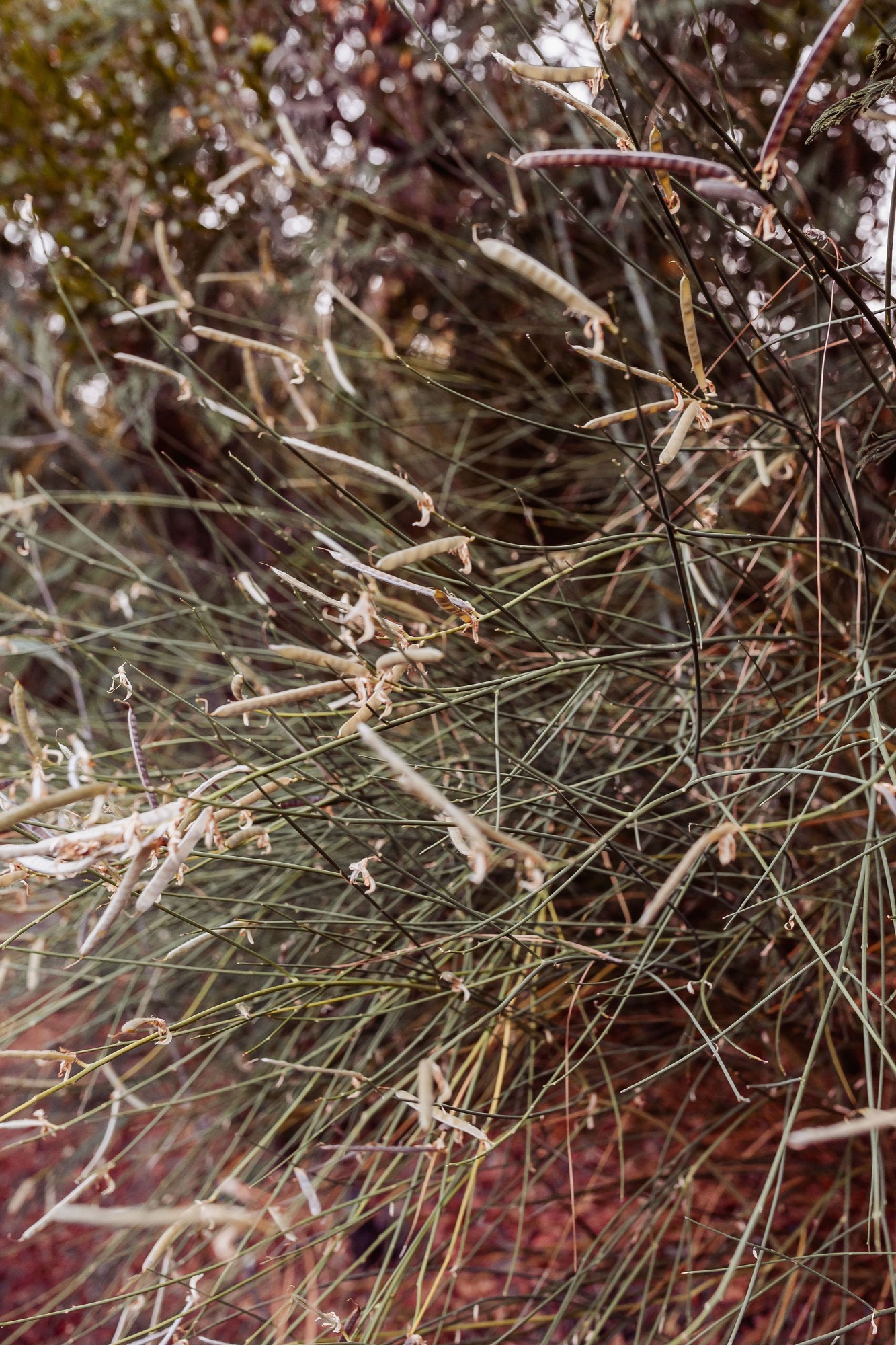 Dried grass and delicate white seed heads catch soft natural light in close-up detail
