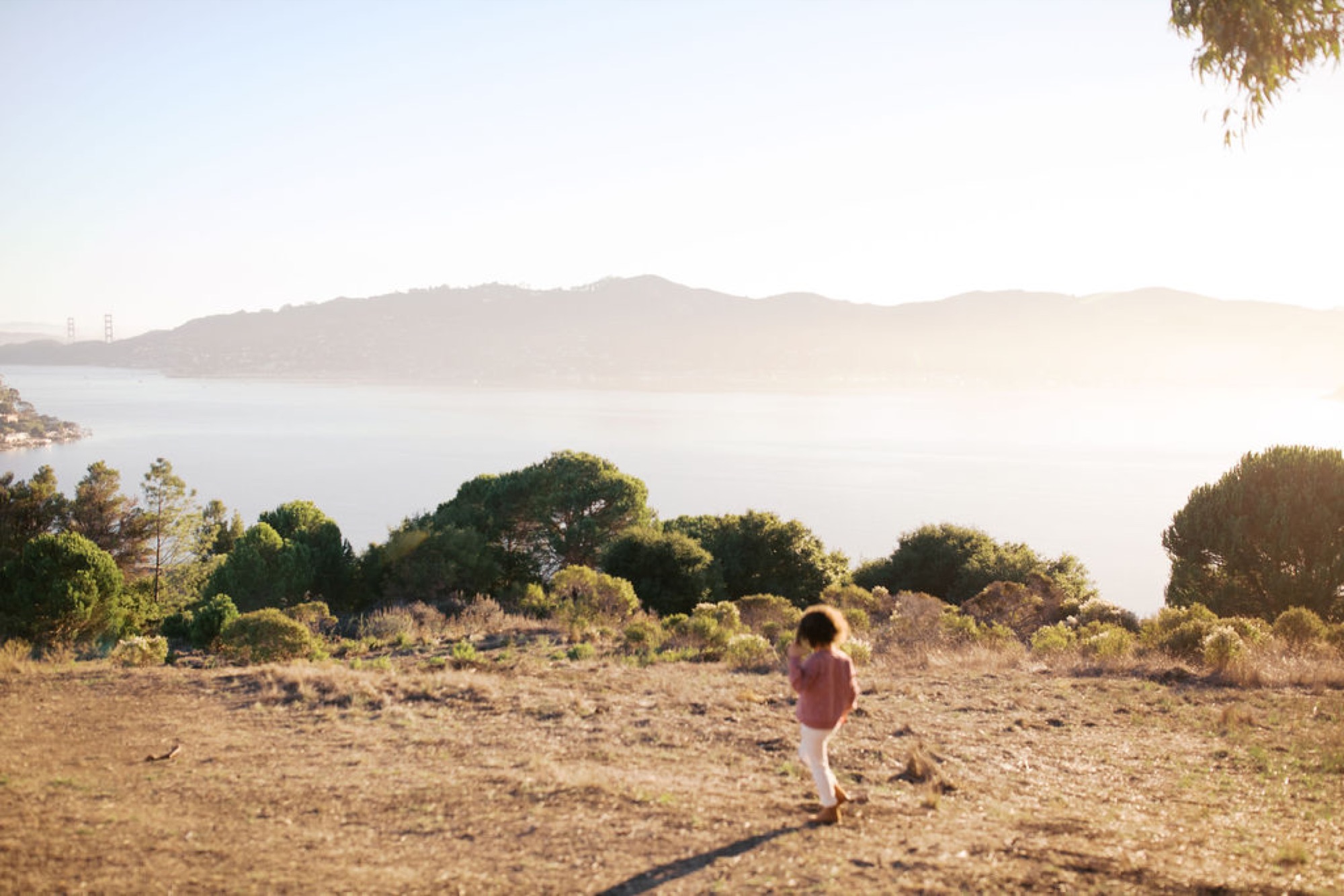 Sweeping bay view from the Hippie Tree overlook in Tiburon at golden hour
