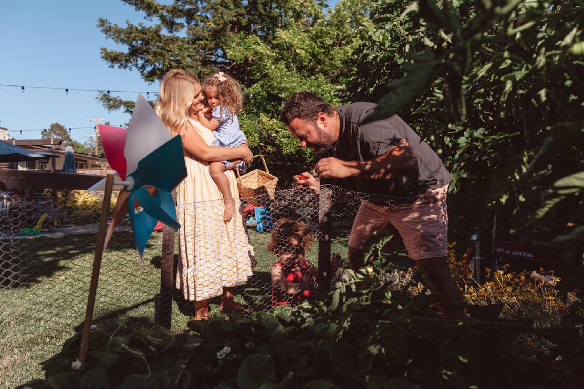 Father crouches beside young child picking tomatoes from garden vine while mother holds toddler, dappled sunlight filtering through lush foliage