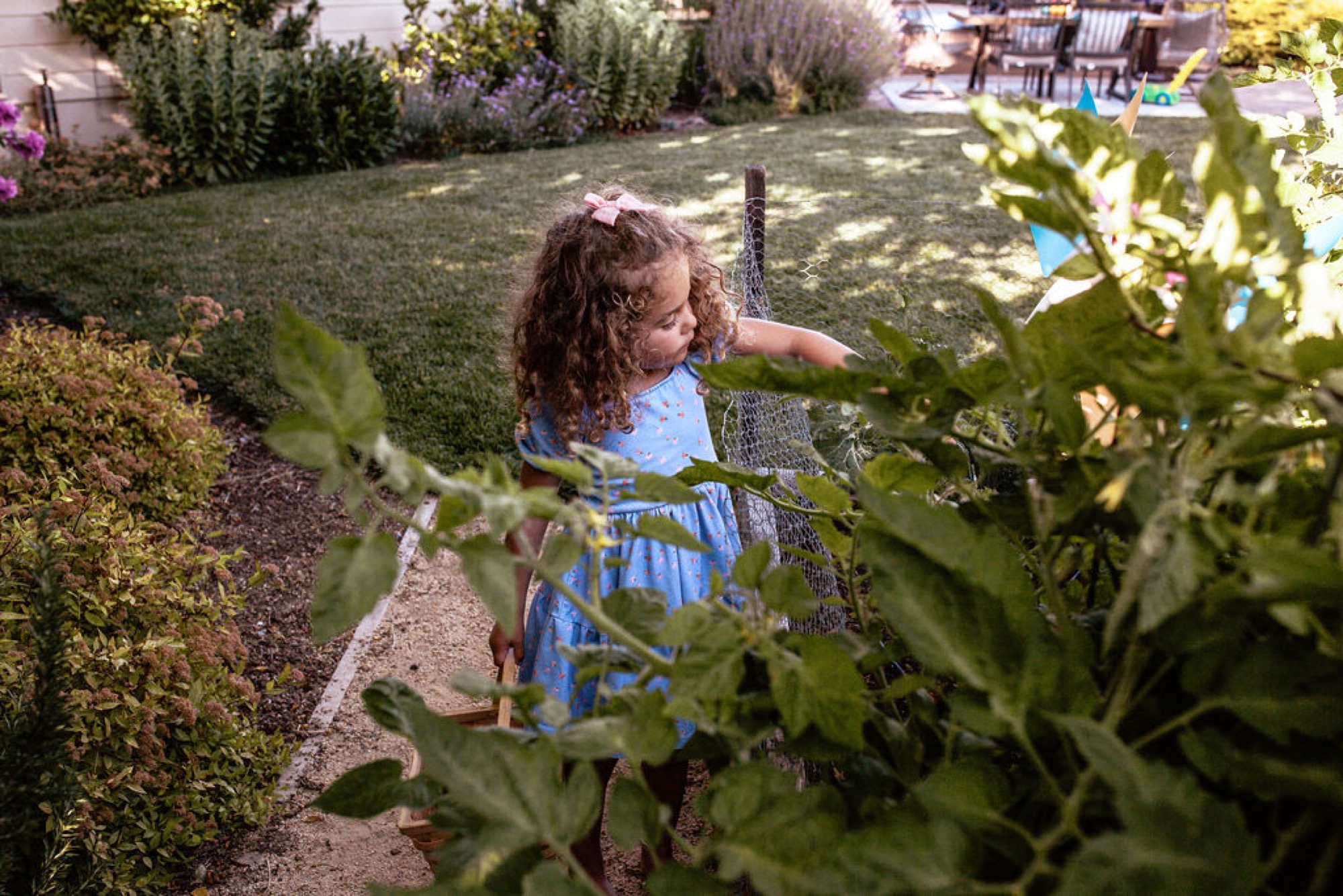 A curly-haired child in a blue dress waters plants with a hose in the sunlit backyard garden