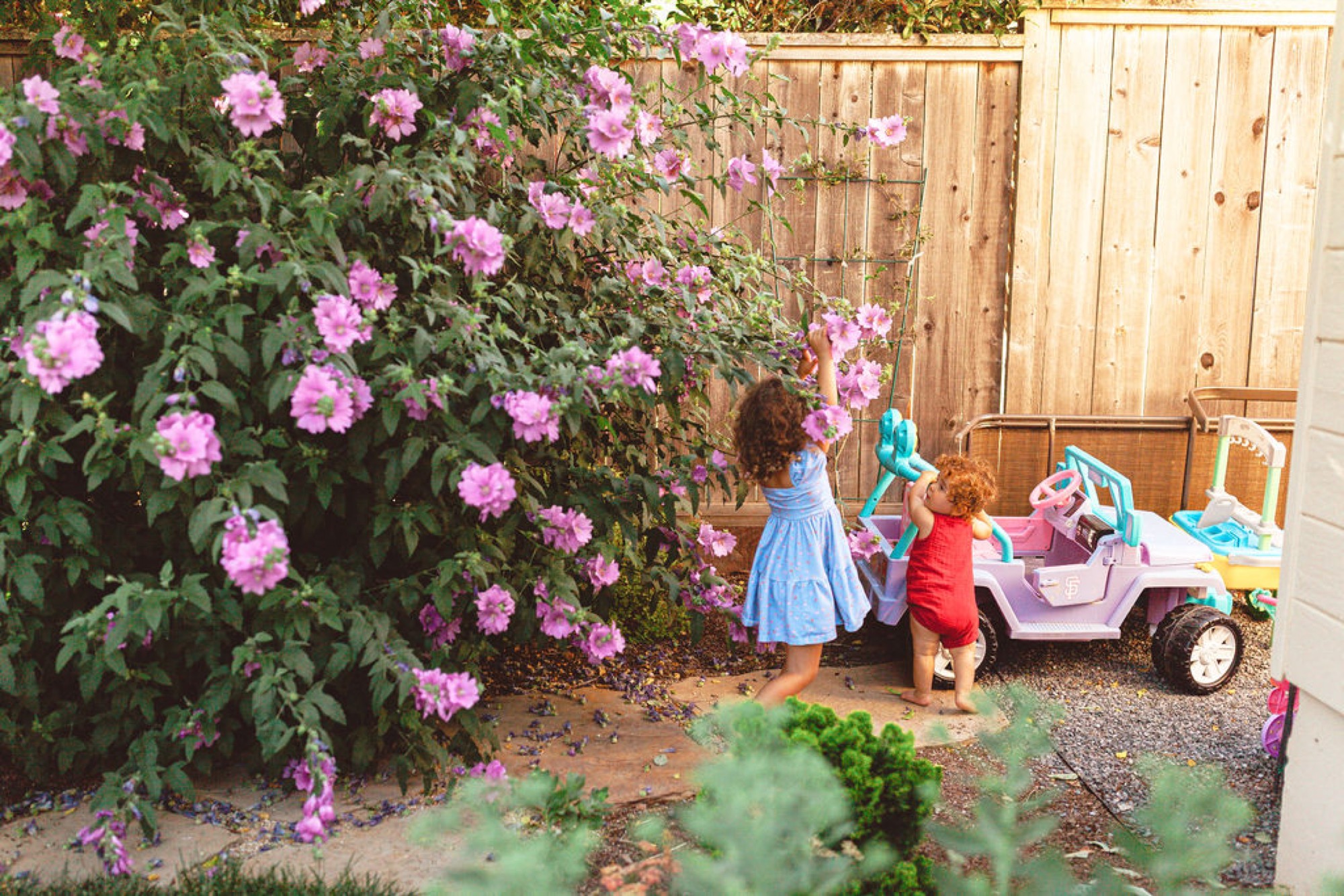 Two young children reach toward vibrant pink climbing roses against a wooden fence in a sun-dappled backyard