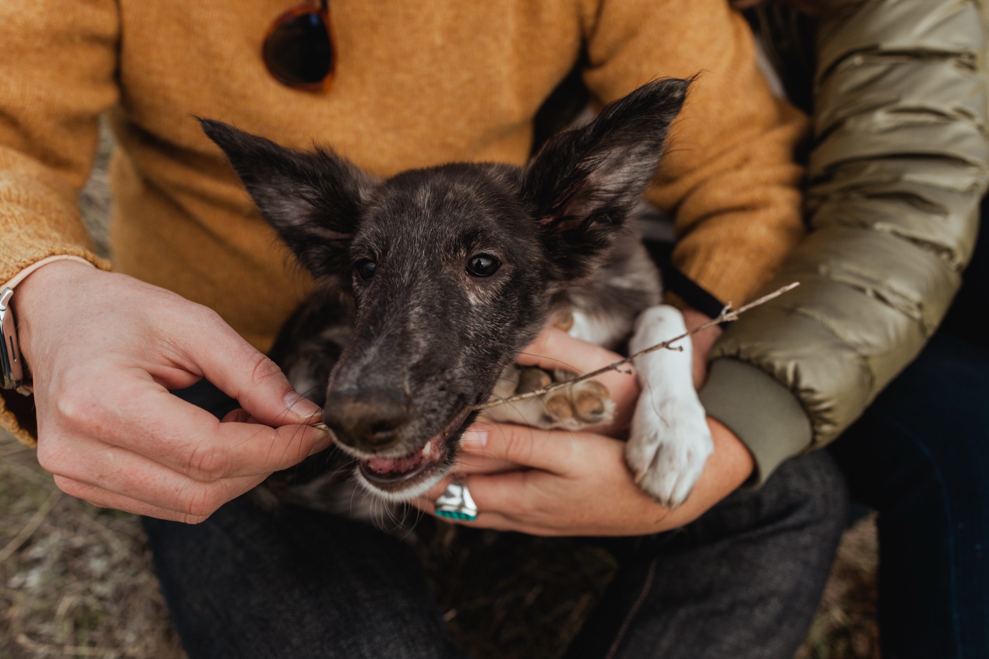 Two adults cradle a small black dog with perked ears between them, hands gently supporting its body in warm afternoon light