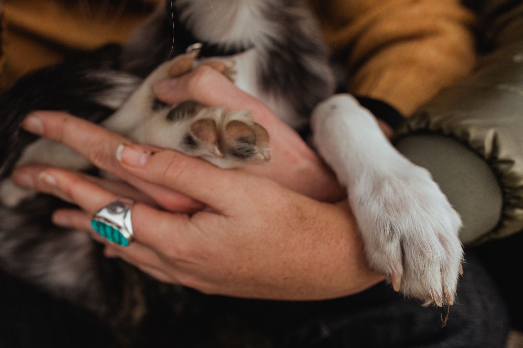 A person cradles a small puppy in their hands, revealing the dog's pink paw pads and fluffy white fur against their skin