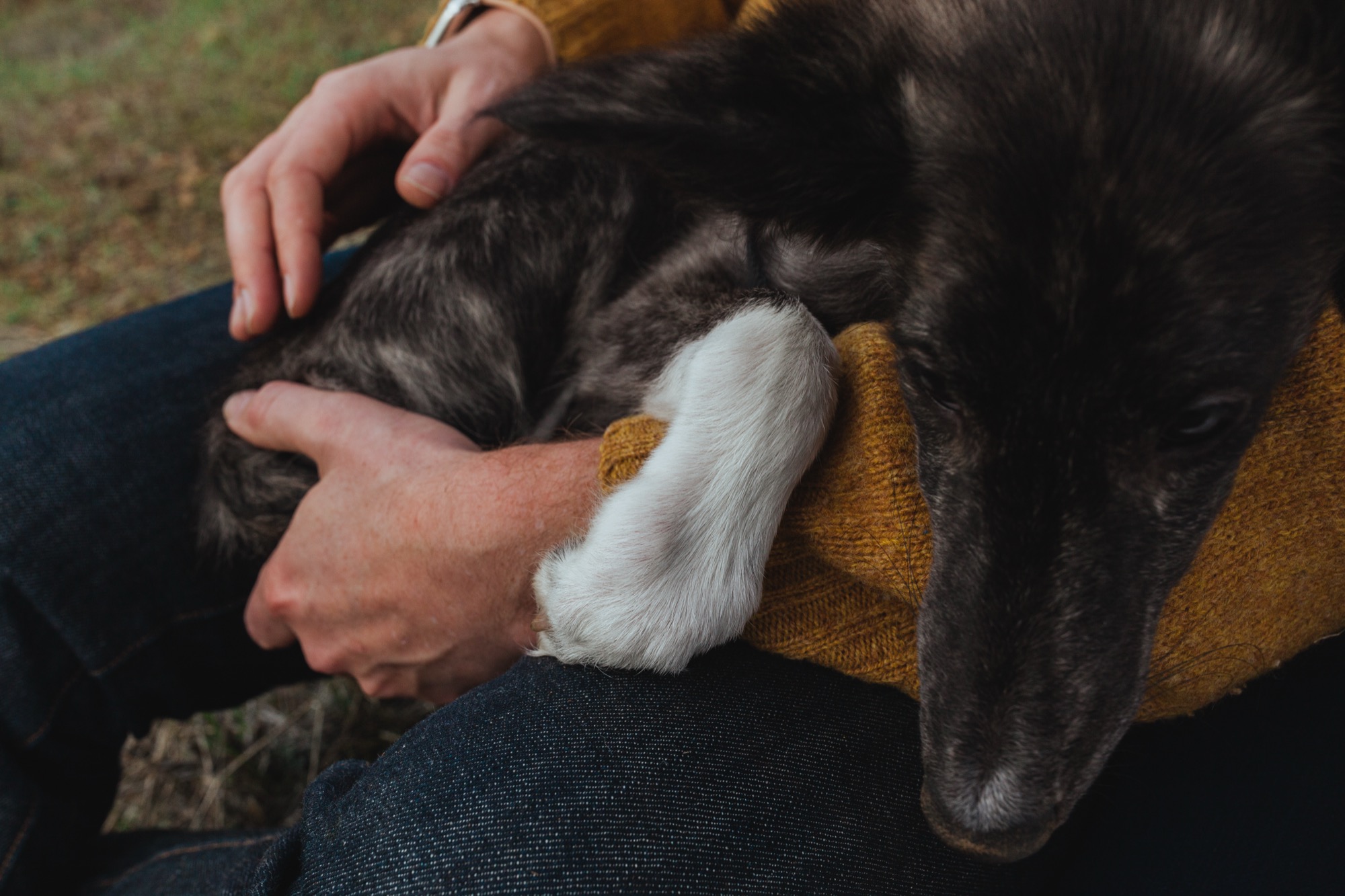 A child's hand gently rests on a dark dog's white paw while seated outdoors in warm mustard-colored knitwear