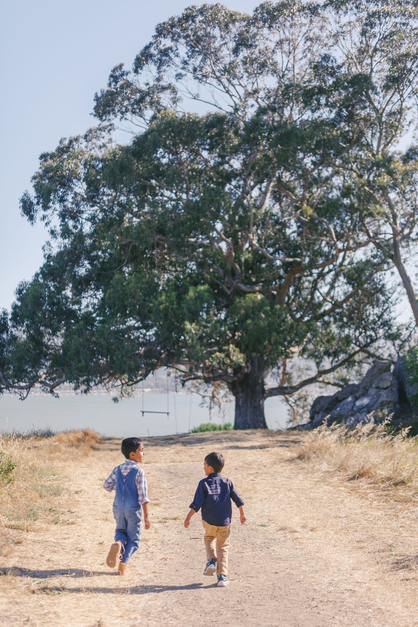 Marin family photographer captures two young brothers walking side by side down a sun-drenched path toward a towering eucalyptus tree and shimmering bay — a timeless childhood moment from an outdoor extended family session in Marin County.