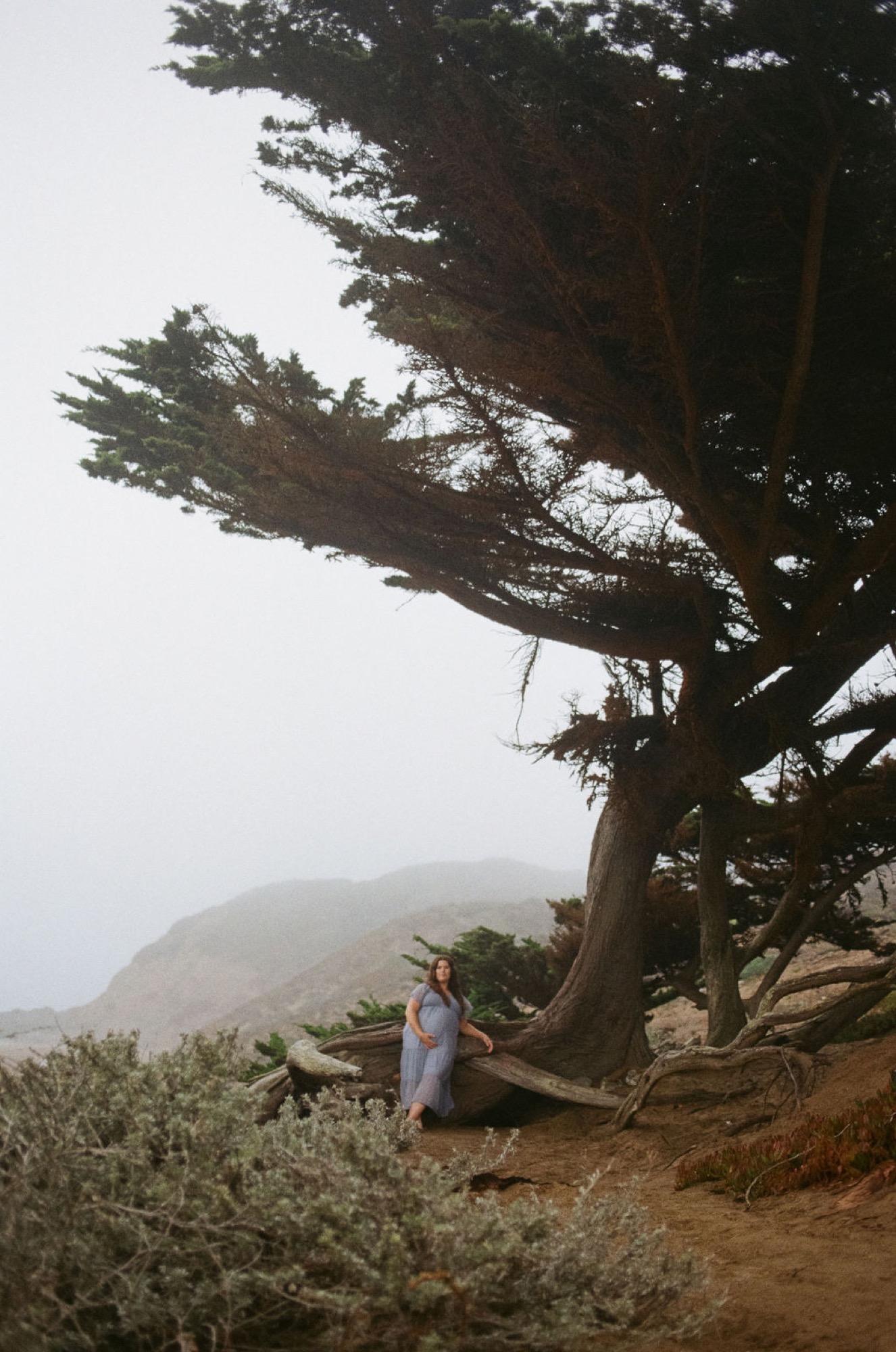 Pregnant woman in light blue dress sits peacefully beneath a windswept cypress tree on foggy coastal bluff, ocean visible in misty distance