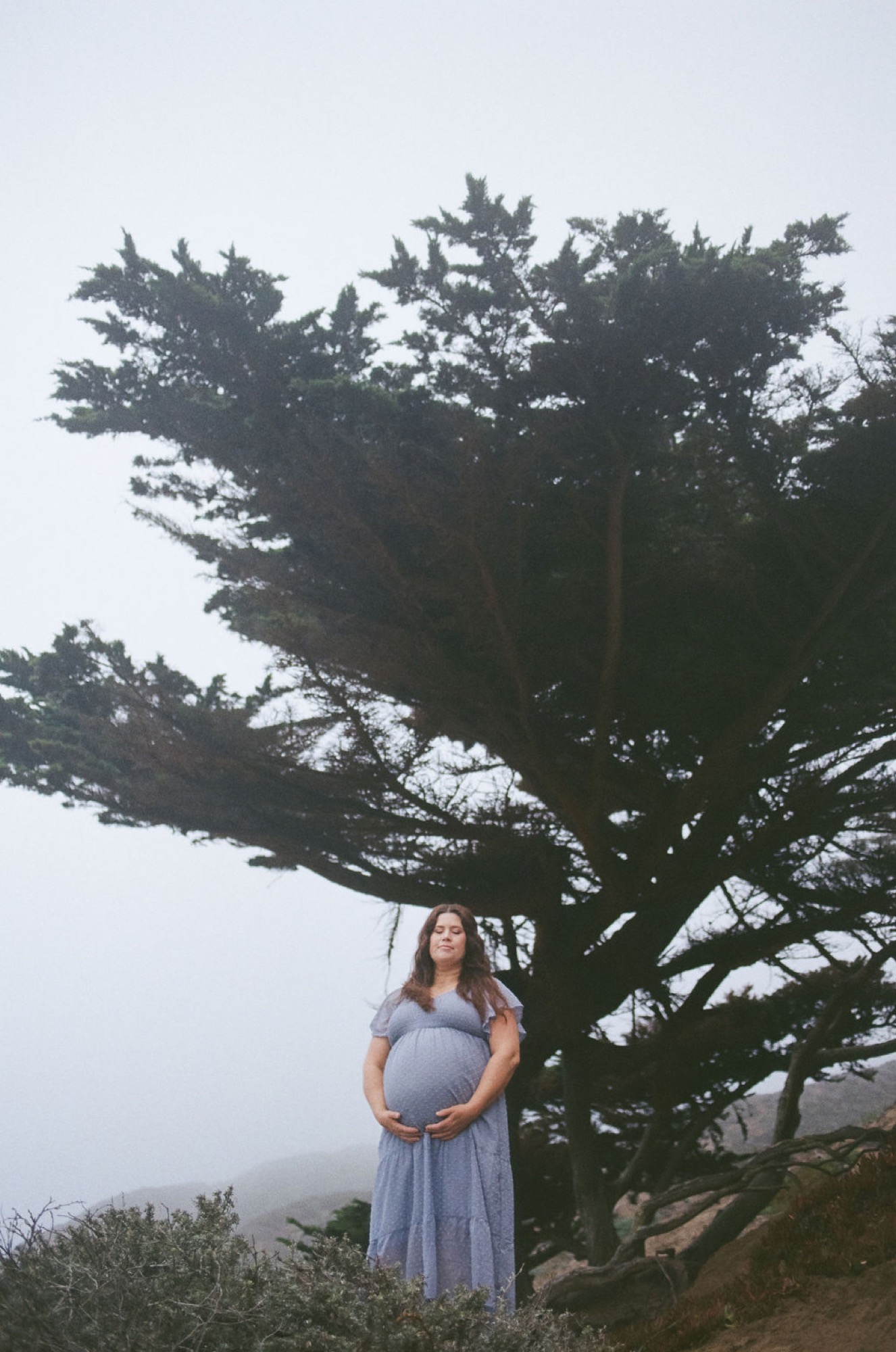 Pregnant woman in flowing lavender dress cradling belly beneath windswept Monterey cypress, misty coastal hillside backdrop