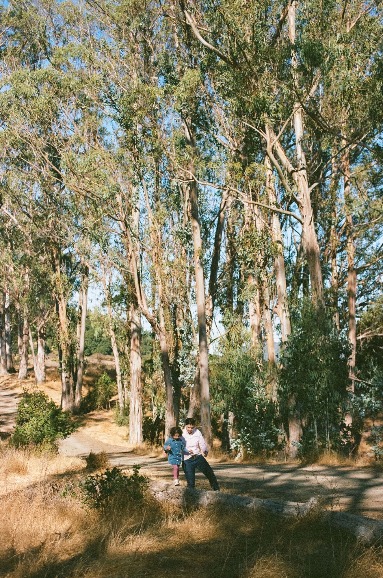 A pregnant woman in white holds hands with a young child in denim along a shaded eucalyptus-lined creek path, dappled sunlight filtering through tall trees