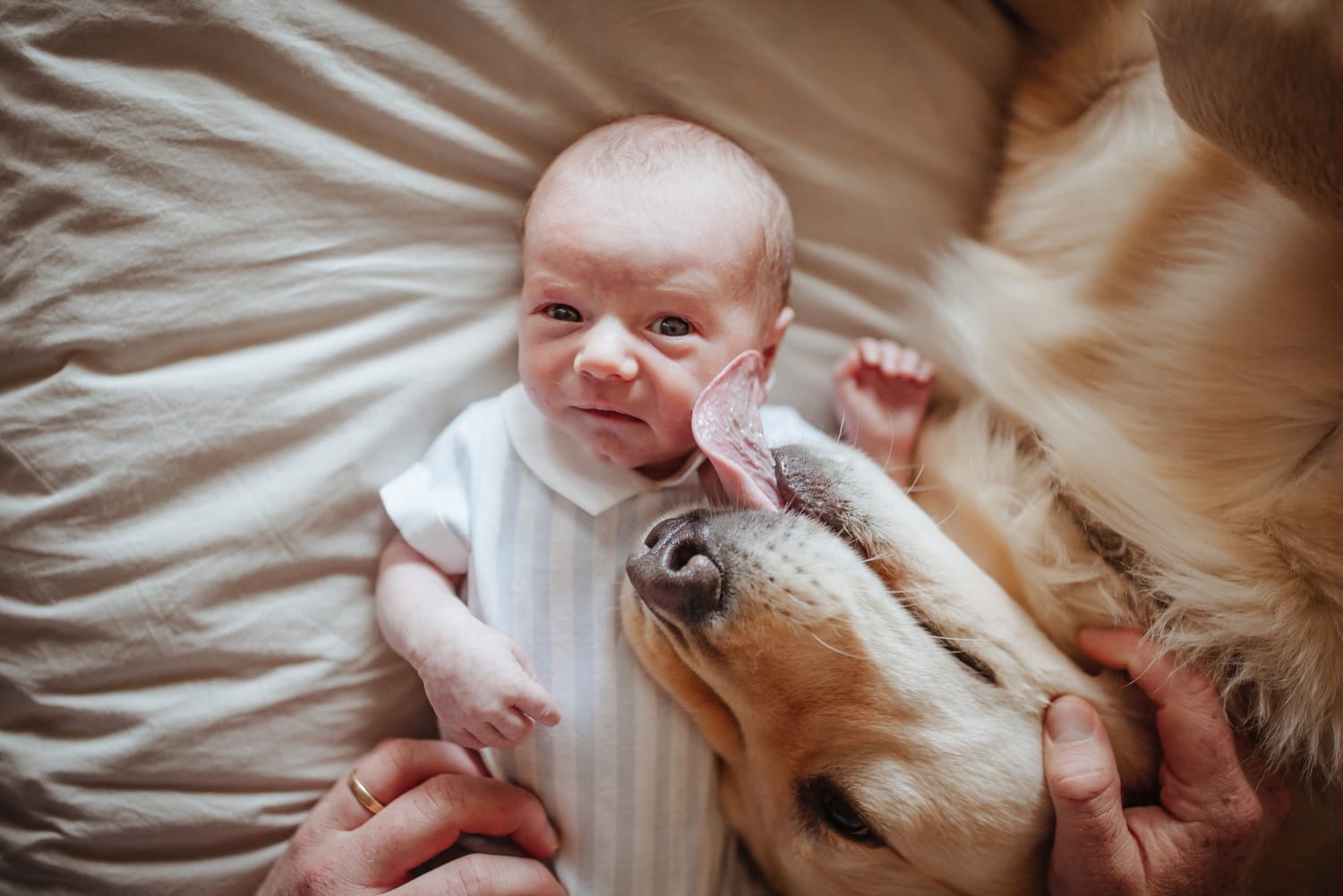 Newborn lying between two golden retrievers with mom and dad on the bed