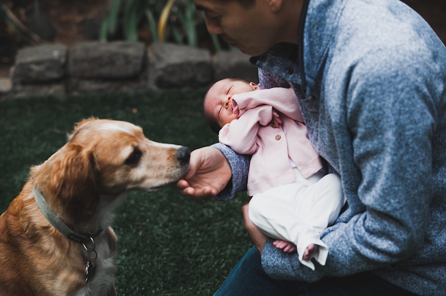 Parents kneel on backyard grass holding toddler and newborn with their dog