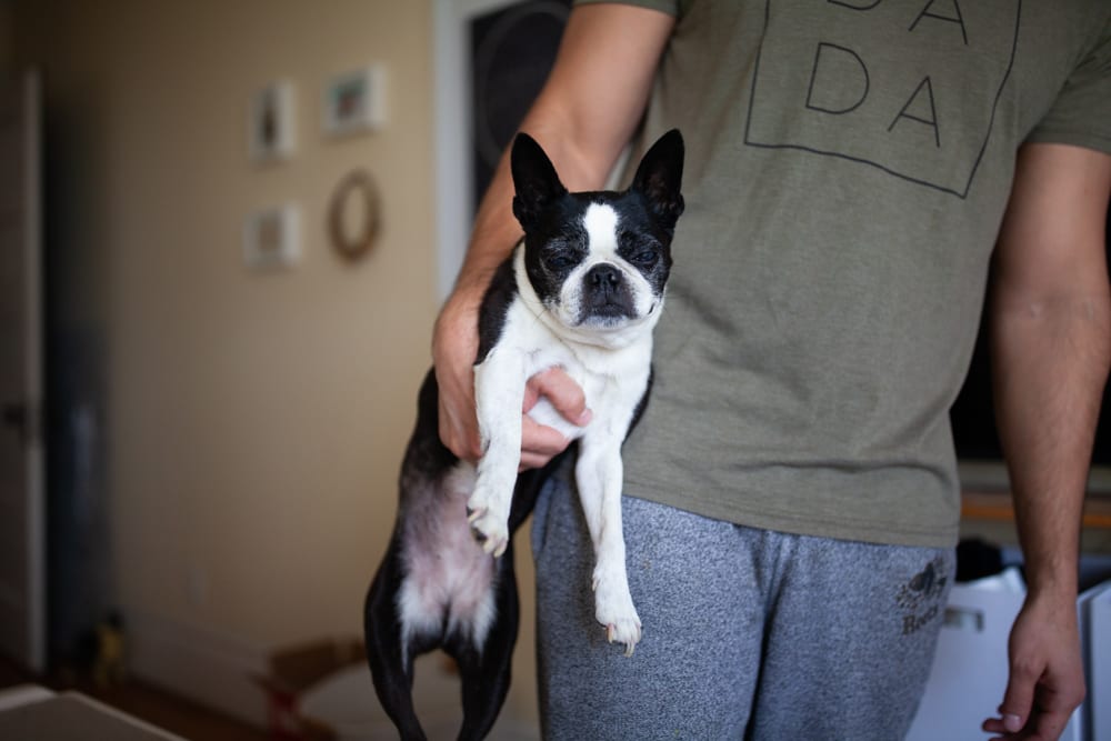 Dad carrying the family Boston terrier under one arm at home
