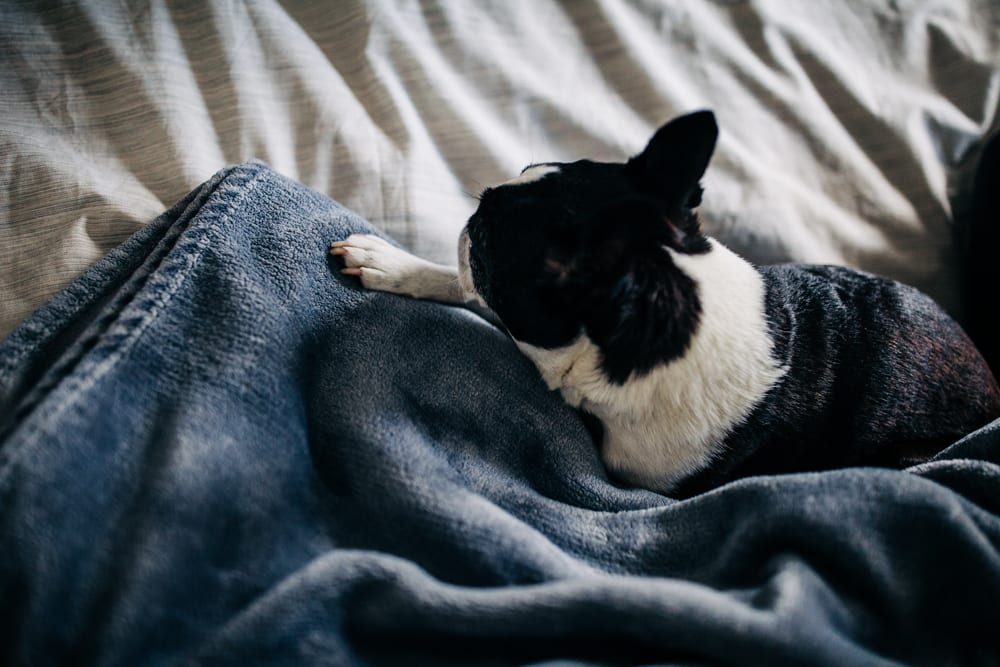 Boston terrier curled up in a gray blanket on the bed