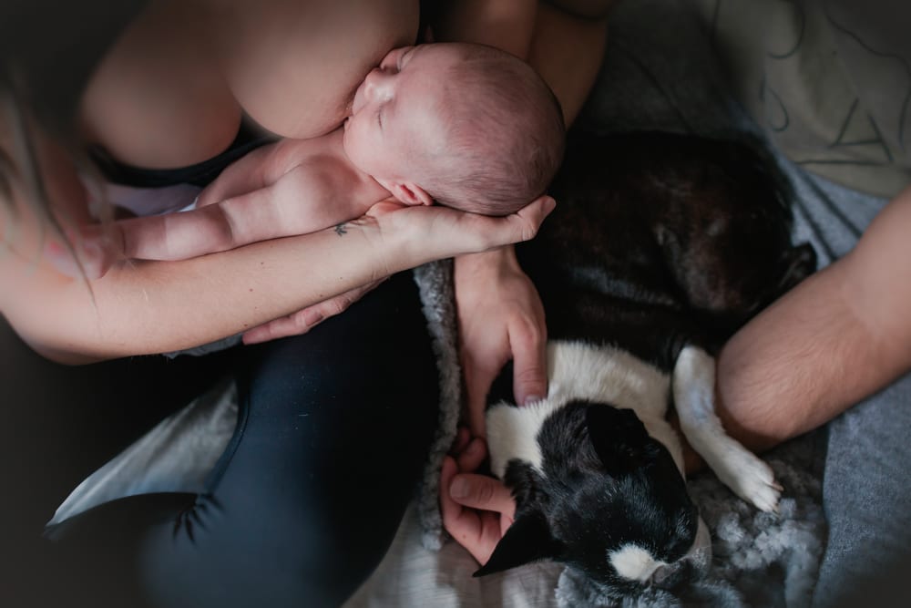 Mom breastfeeds newborn while the Boston terrier naps beside them on the bed