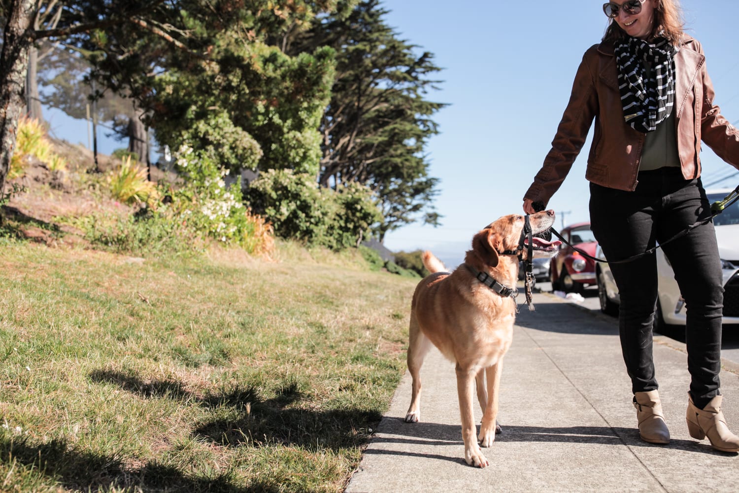 Woman walking her leashed dog along a sunny neighborhood sidewalk