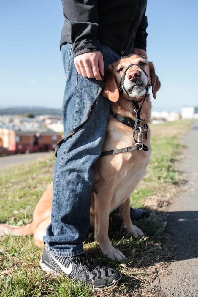Leashed dog sitting between its owner's legs on a grassy hill above the city
