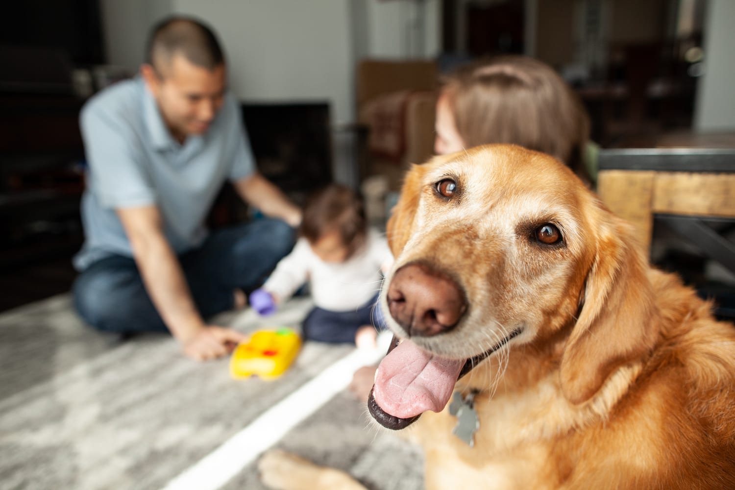 Smiling dog close up while parents play with baby in the living room